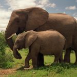 PostgreSQL Download